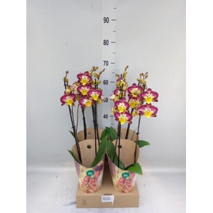 Phalaenopsis   ...yellow