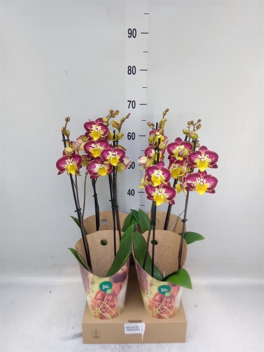 <h4>Phalaenopsis   ...yellow</h4>