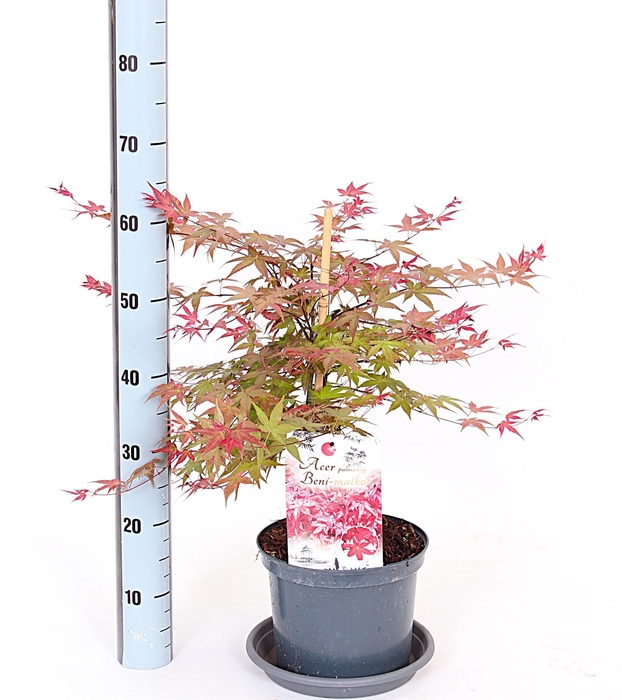 <h4>ACER PA BENI-MAIKO</h4>