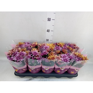 Chrysanthemum  'Artistic Jeff' .mix