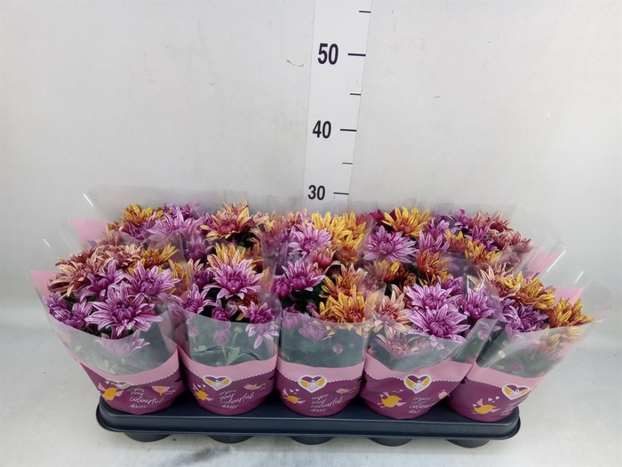 <h4>Chrysanthemum 'Artistic Jeff' .mix</h4>