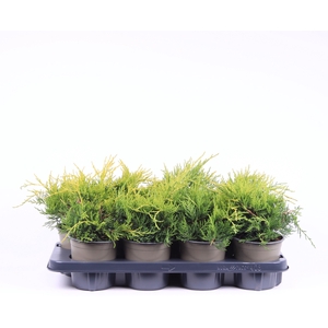 Juniperus x pfitzeriana 'Gold Coast'