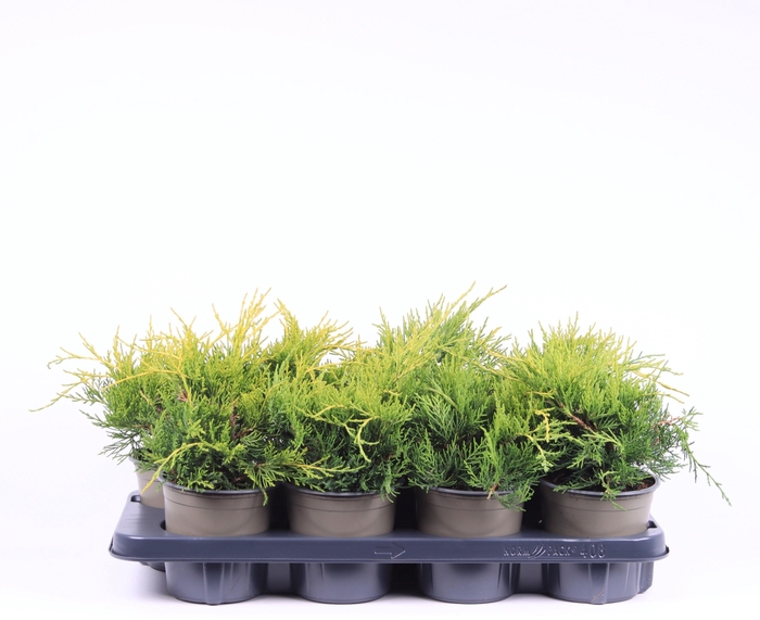 <h4>Juniperus x pfitzeriana 'Gold Coast'</h4>