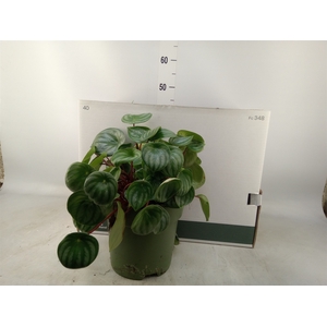 Peperomia argyreia