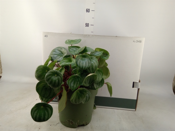 <h4>Peperomia argyreia</h4>