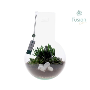 Green Bottle Suzanne Large met Succulenten