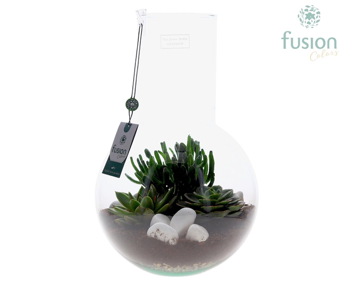 <h4>Green Bottle Suzanne Large met Succulenten</h4>
