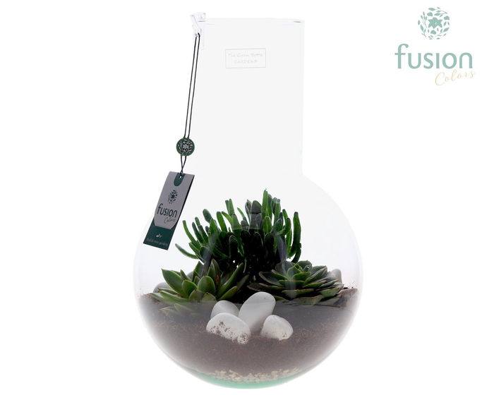 <h4>Green Bottle Suzanne Large met Succulenten</h4>