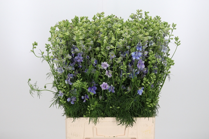 <h4>Cons R Q Viole Lilac</h4>