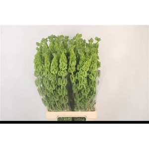 MOLUCCELLA STUK