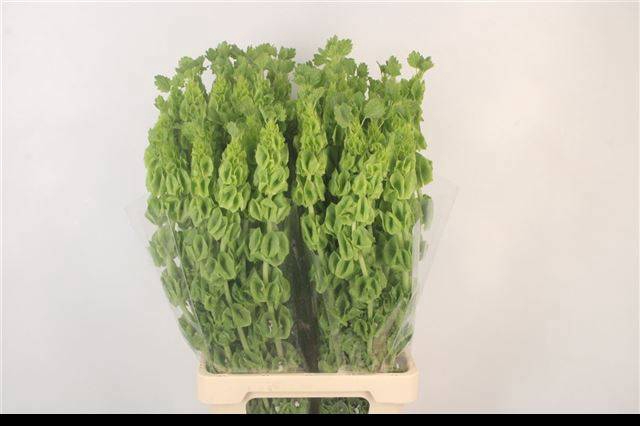 <h4>MOLUCCELLA STUK</h4>