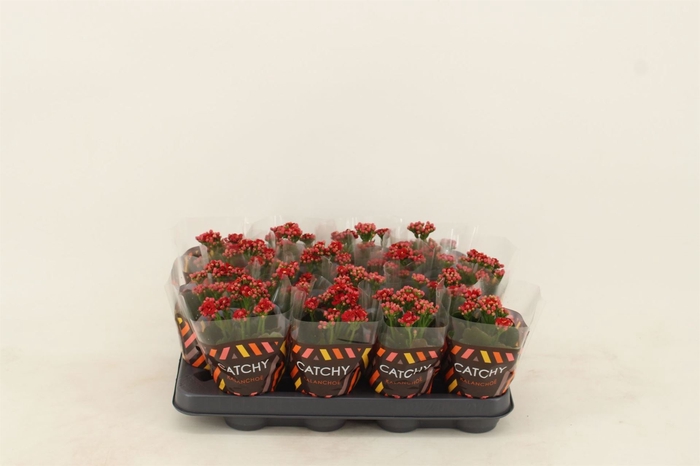 <h4>Kalanchoe blos. 'Calandiva Rubio'</h4>