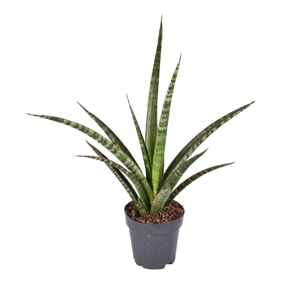 <h4>Sansevieria trifasciata 'Megan'</h4>