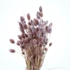 Dried Phalaris Lavender