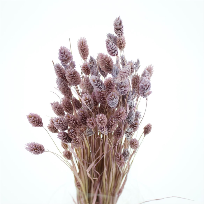 <h4>Dried Phalaris Lavender</h4>