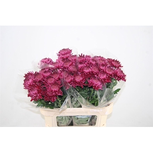 Chr G Bigoudi Purple