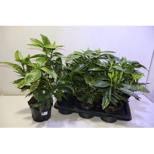 arr8 Aucuba J Crotonifoli