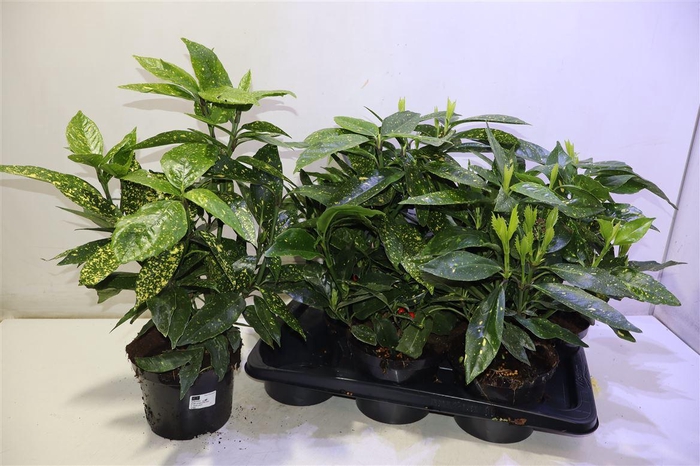 <h4>Aucuba J Crotonifoli</h4>