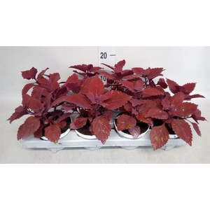 Plectranthus col.   ...