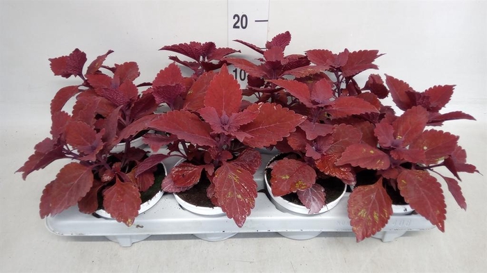 <h4>Plectranthus col.   ...</h4>
