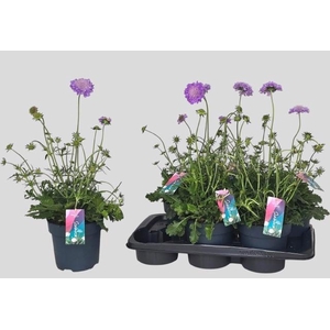 SCAB CO BUTTERFLY BL
