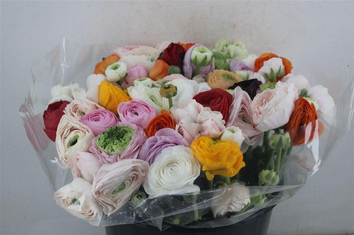 <h4>Ran Cloni Ex Mix</h4>