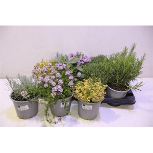 arr8 Tuinkruiden Gem