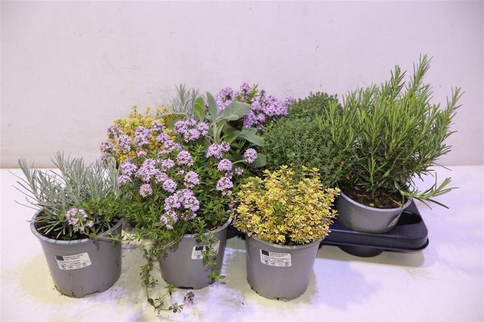 <h4>arr8 Tuinkruiden Gem</h4>