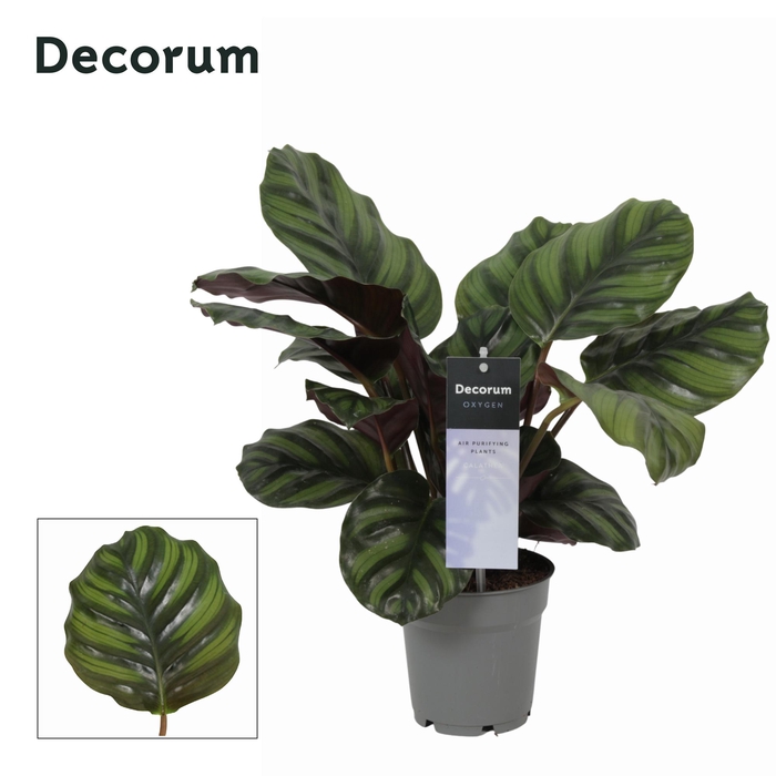 <h4>Calathea Fasciata (Decorum)</h4>