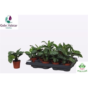 Calathea mix 7Ø 15cm