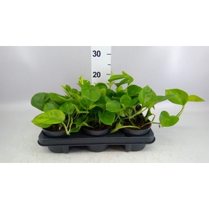 Epipremnum pinn. 'Global Green'