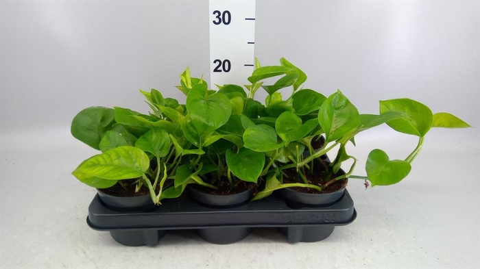 <h4>Epipremnum pinn. 'Global Green'</h4>