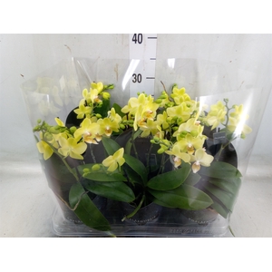 Phalaenopsis multi. 'Ant Albenga'
