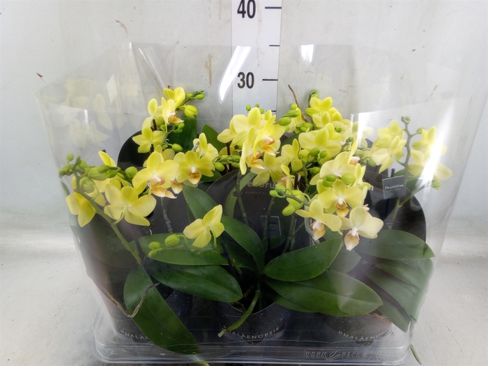 <h4>Phalaenopsis multi. 'Ant Albenga'</h4>
