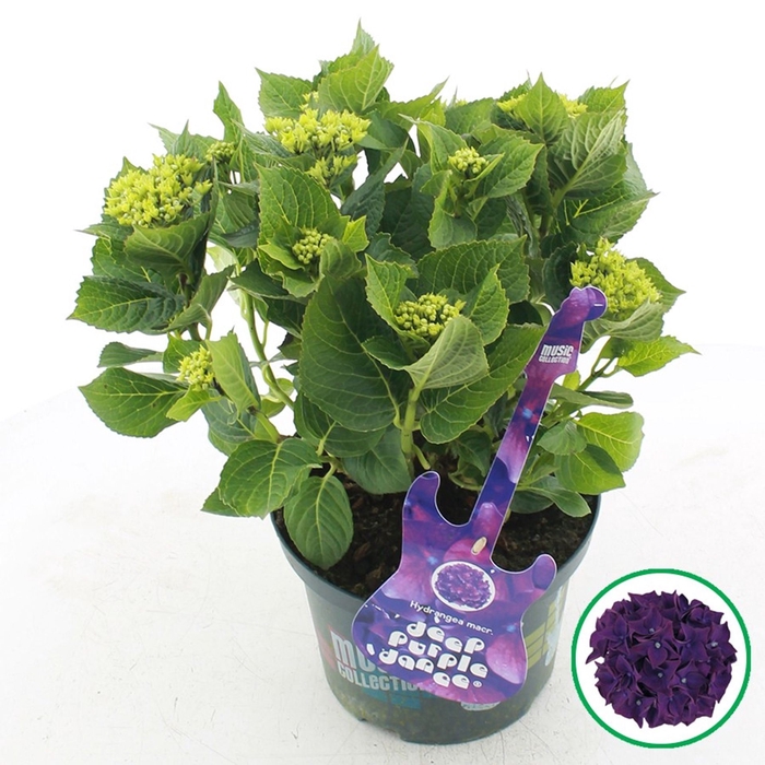 <h4>Hydrangea Music Collection Deep Pur</h4>