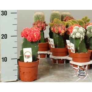 Cactus mix 10,5Ø 25cm