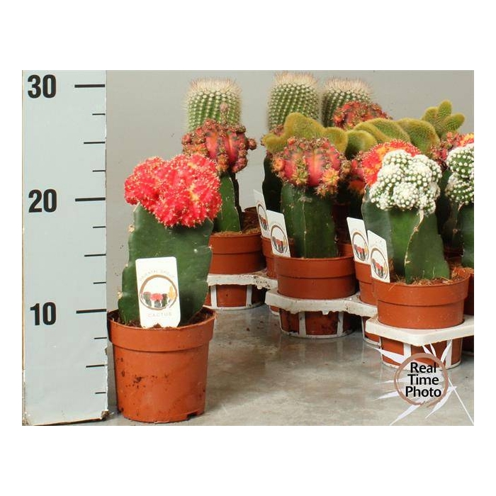 <h4>Cactus mix 10,5Ø 25cm</h4>