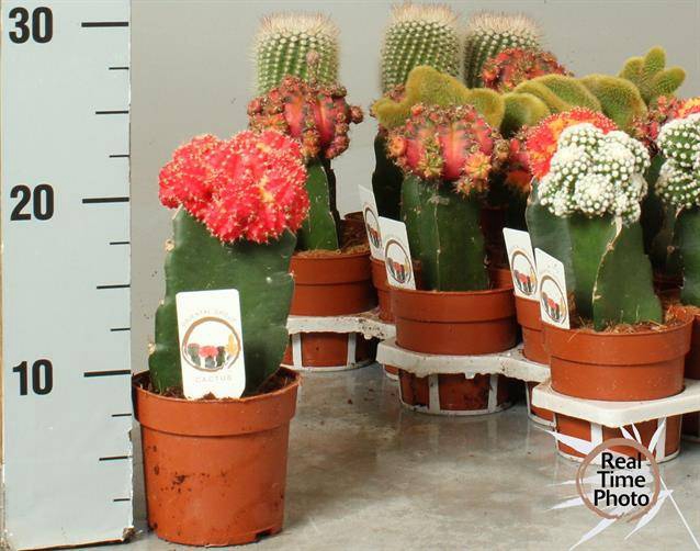 Cactus mix 10,5Ø 25cm