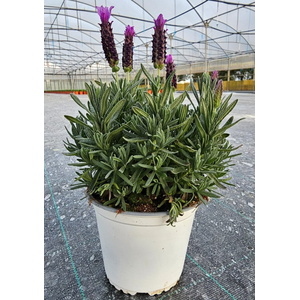 Lavandula overig