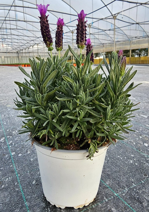 <h4>Lavandula overig</h4>