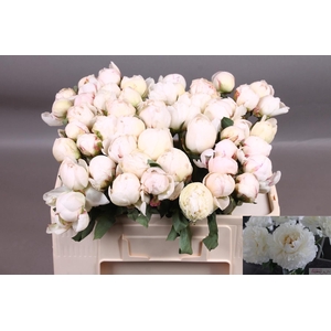 PAEO L BOWL OF CREAM