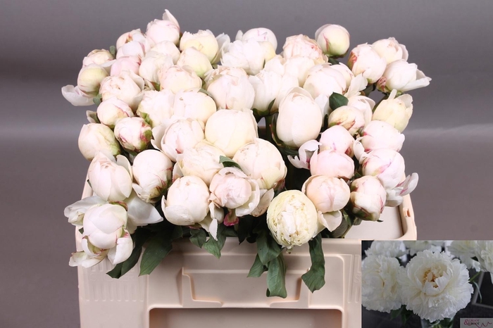 <h4>PAEO L BOWL OF CREAM</h4>