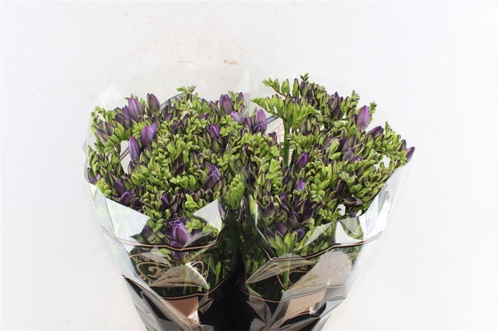 <h4>Fr Du Tavira Blue</h4>