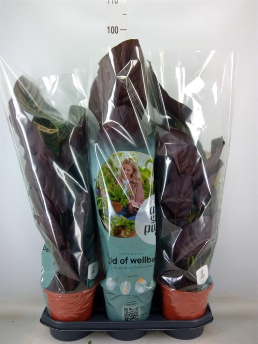 <h4>Calathea sanderiana</h4>