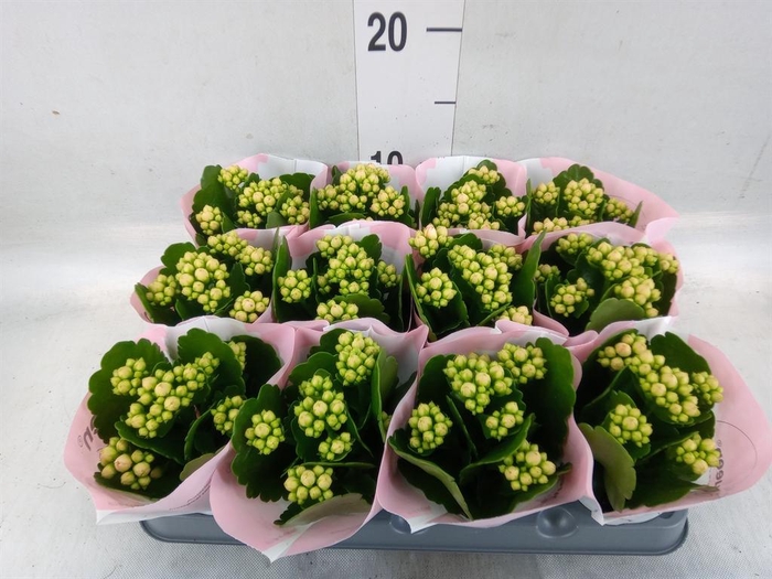 <h4>Kalanchoe  'RoseFlow Harlow'</h4>