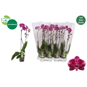 PHAL FORTU TELLER