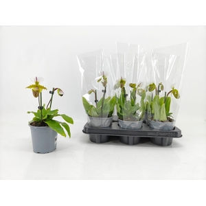 PAPH OV