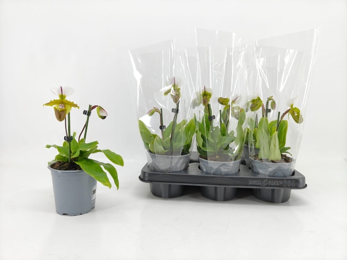 <h4>PAPH OV</h4>