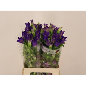 CAMP M CHAMPION BLUE