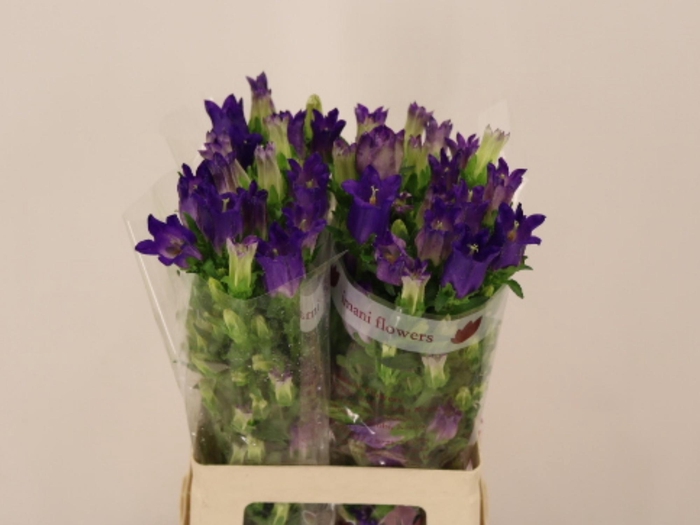 <h4>CAMP M CHAMPION BLUE</h4>